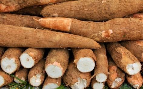 Yuca Tierra Negra
