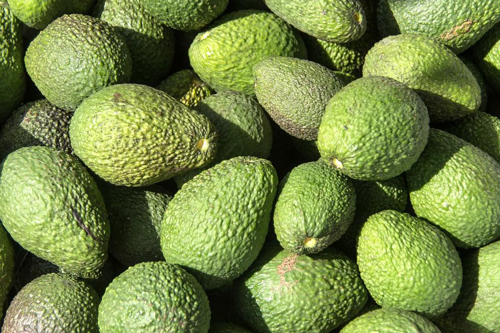Aguacate Hass
