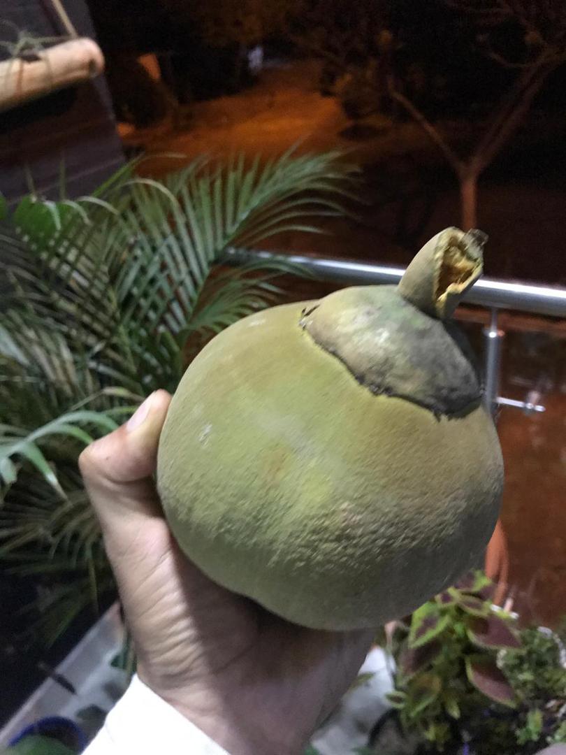 Zapote Llanero