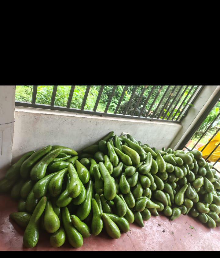 Aguacate Criollo