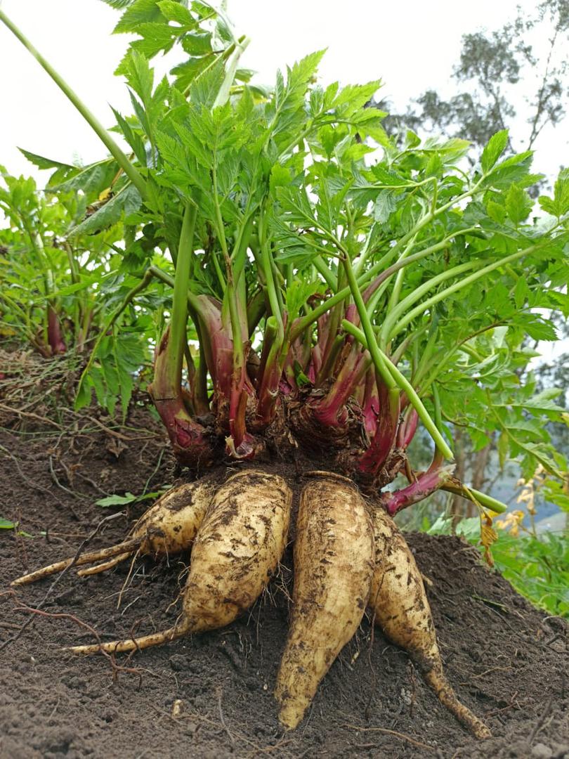 Arracacha Variedad Comun — foto 2 de 4