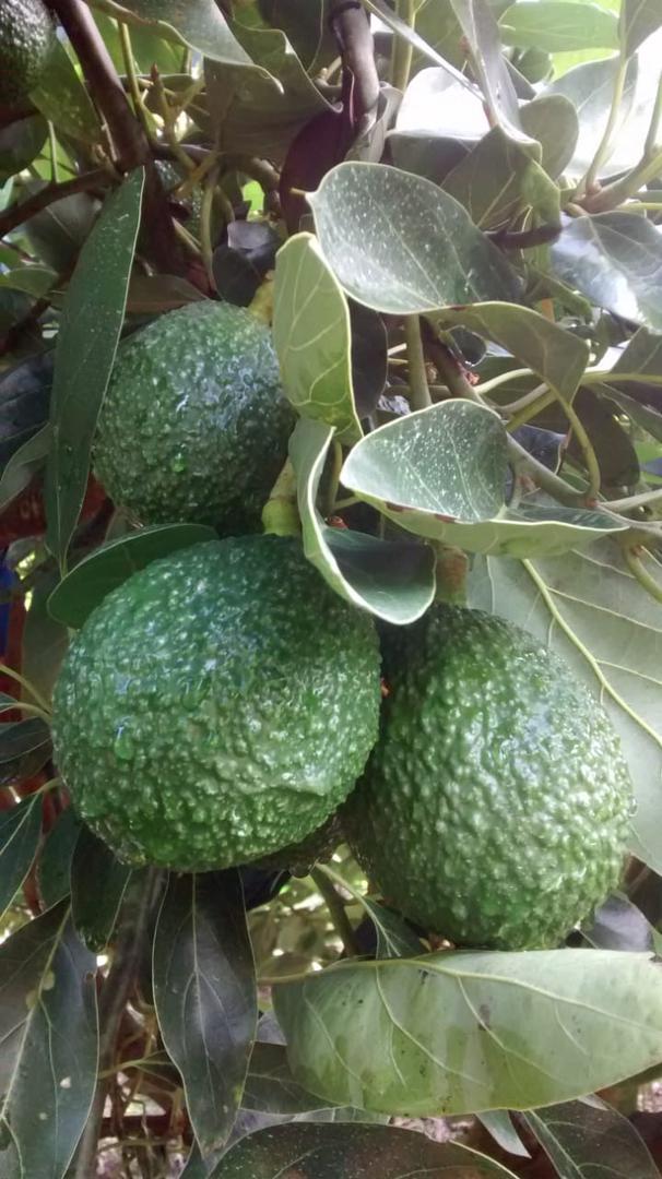 Aguacate Hass