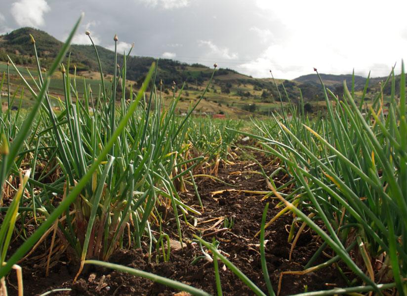 Cebolla Larga