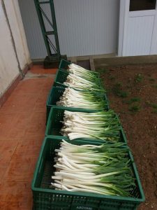Cebolla Larga Fresca