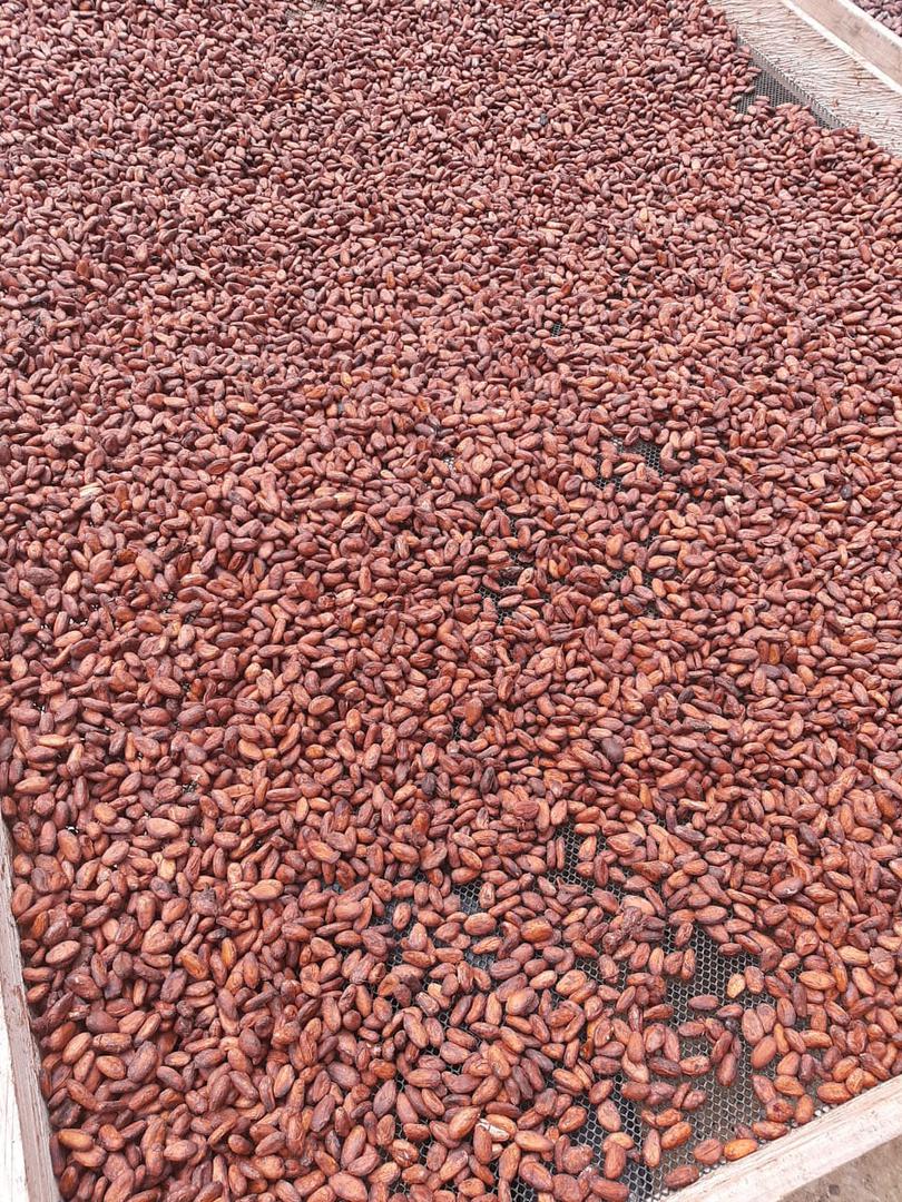 Cacao Fino En Grano Presentacion En Kilo