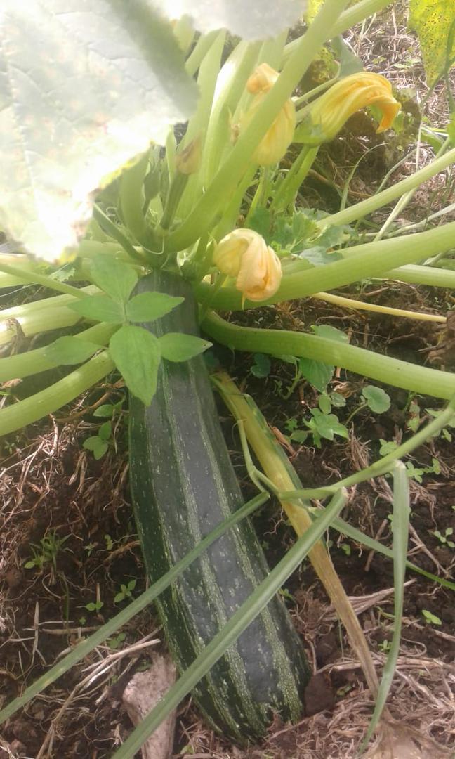 Calabacin Variedad Cazerta De Excelente Calidad