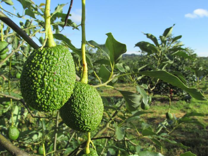 Aguacate Hass