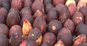 Semillas De Aguacate