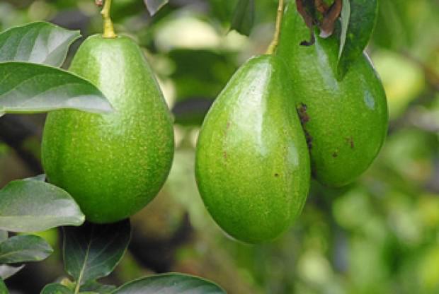 Aguacate
