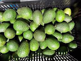 Aguacate Hass