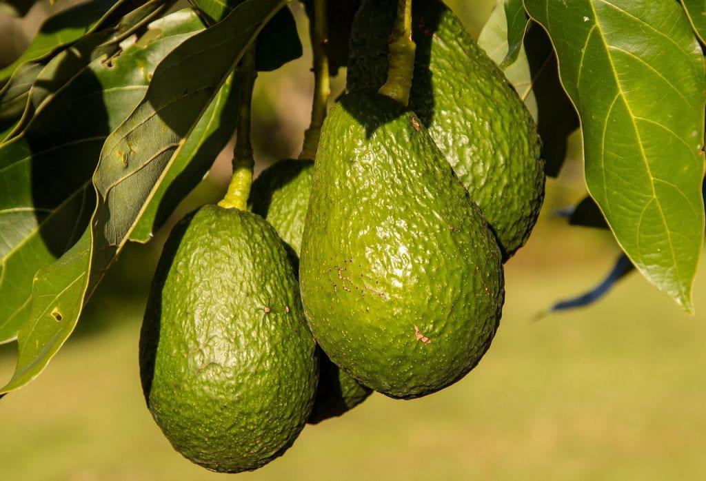 Aguacate Hass