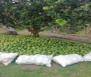 Aguacate Variedad Lorena