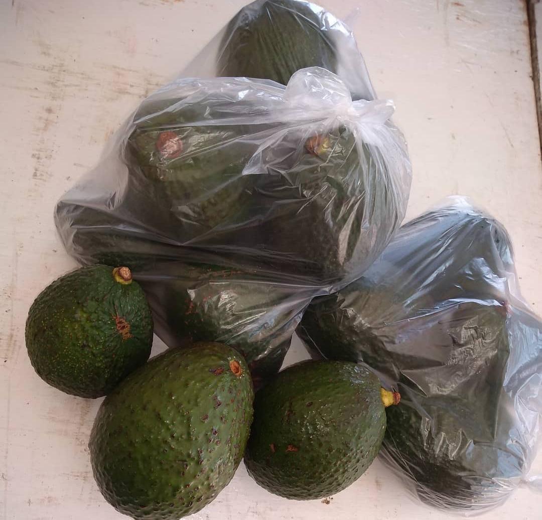Aguacate Hass Campogir