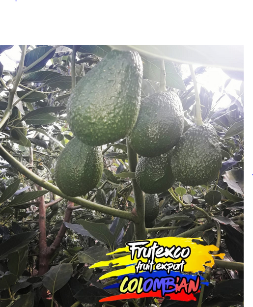 Aguacate