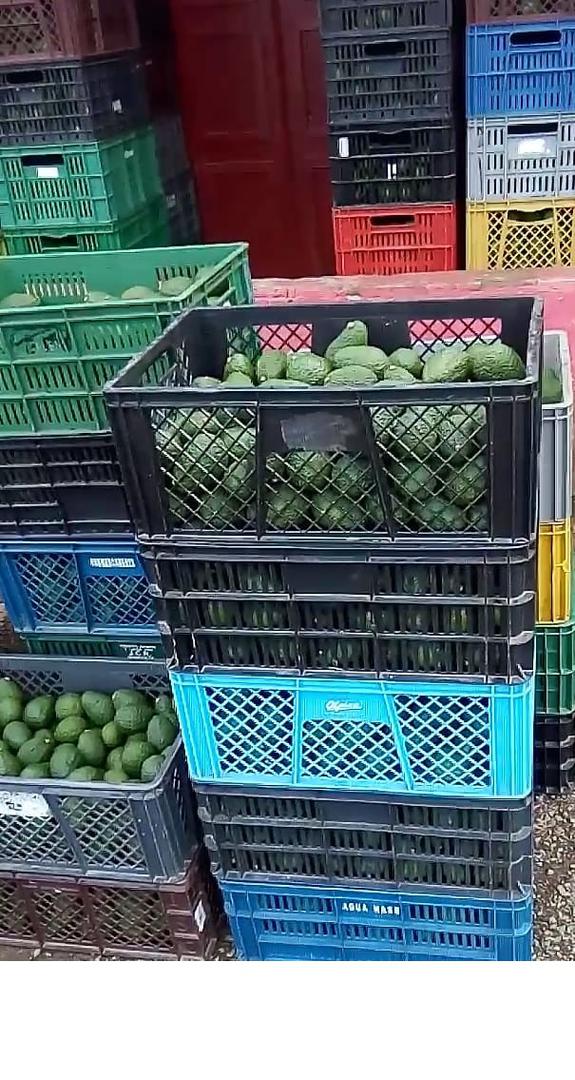 Aguacate Hass