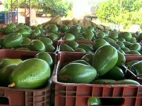 Aguacate