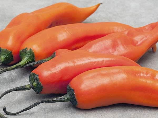 Aji Amarillo Peruano — foto 3 de 3