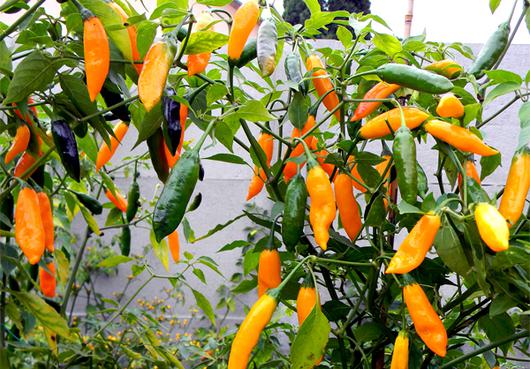 Aji Amarillo Peruano — foto 2 de 3