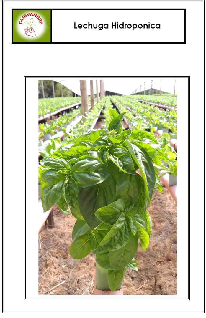 Lechuga Hidroponica