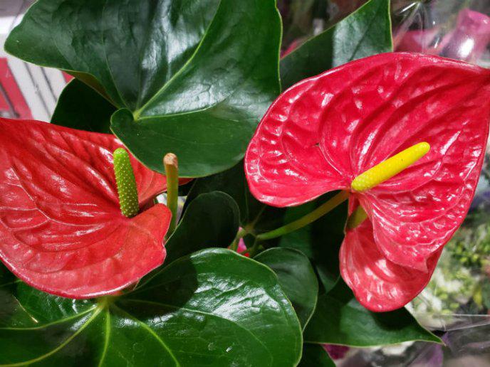 Anturio Rojo Martillado