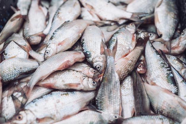 Pescado