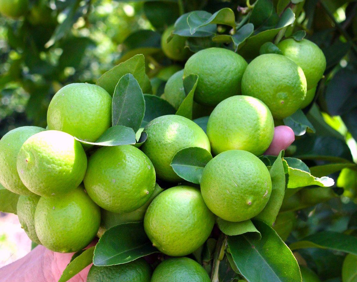 Limon Criollo Y Tahiti