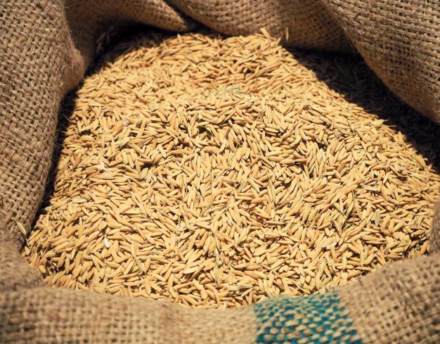 Arroz Paddy