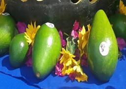 Aguacate Lorena