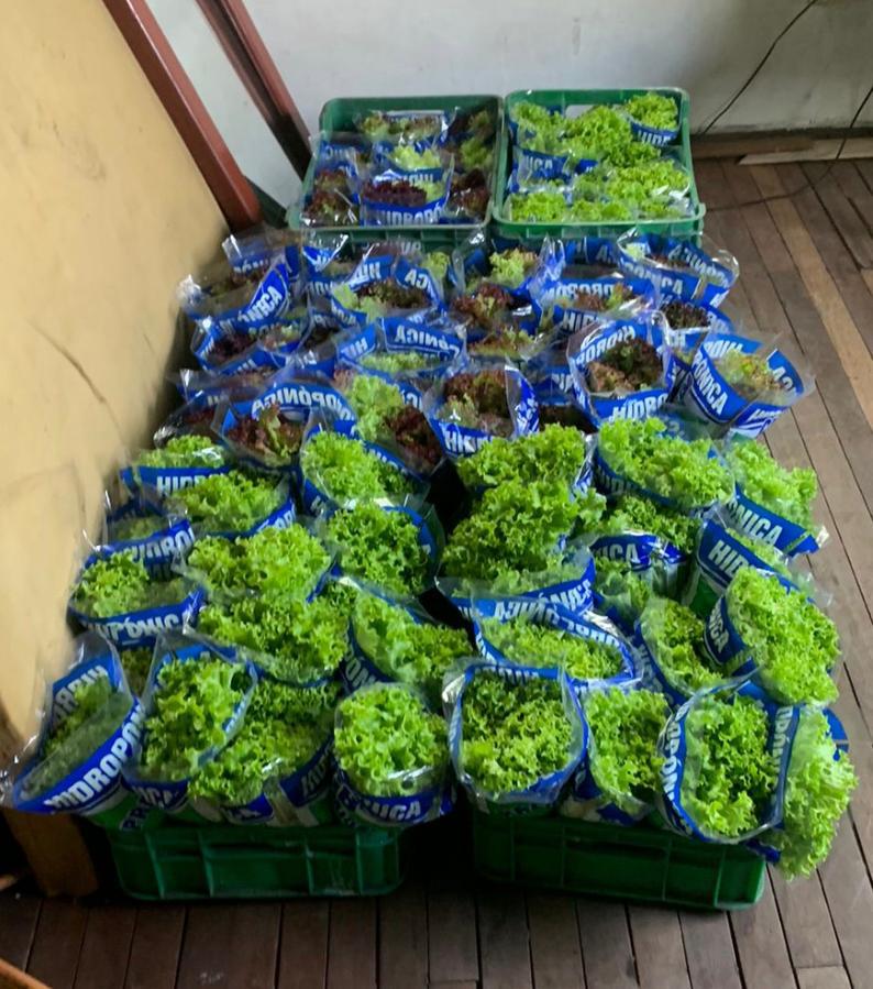 Lechuga Crespa Verde