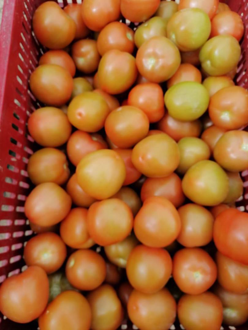 Tomate Chonto