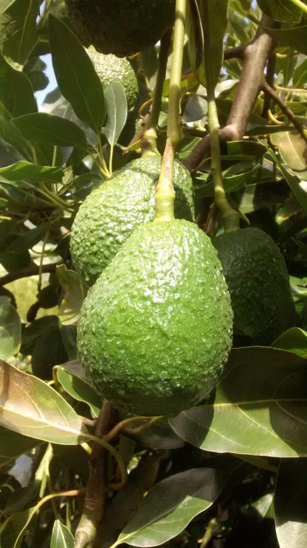 Aguacate Hass