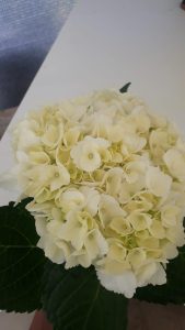 Hortensia Tipo Exportacion