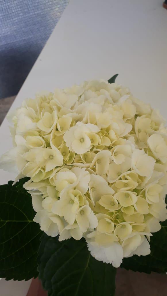 Hortensia Tipo Exportacion