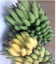 Banano Criollo Por Racimo
