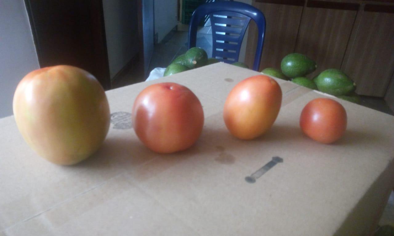 Tomate Chonto