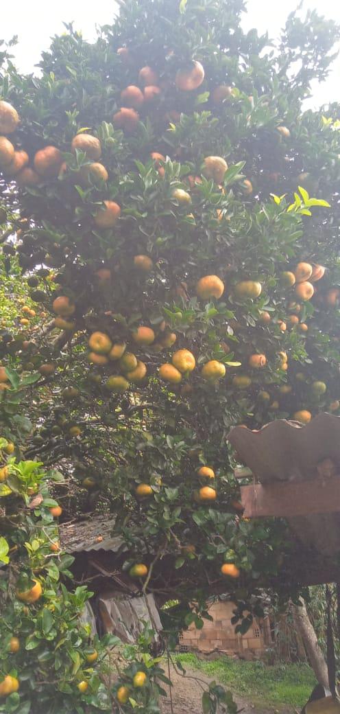 Mandarina Dulce Y Jugosa Variedad Arrayana Presentacion Por Canastilla De 22 Kg