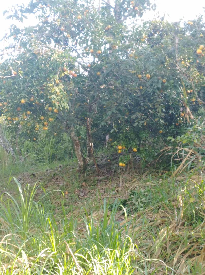 Limon Super Jugoso Variedad Tahiti Presentacion Por Canastilla De 22 Kg