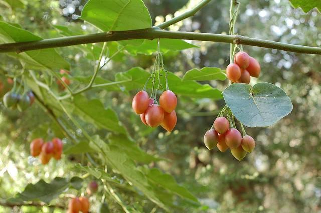 Tomate De Arbol