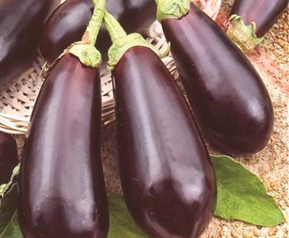 Berenjena