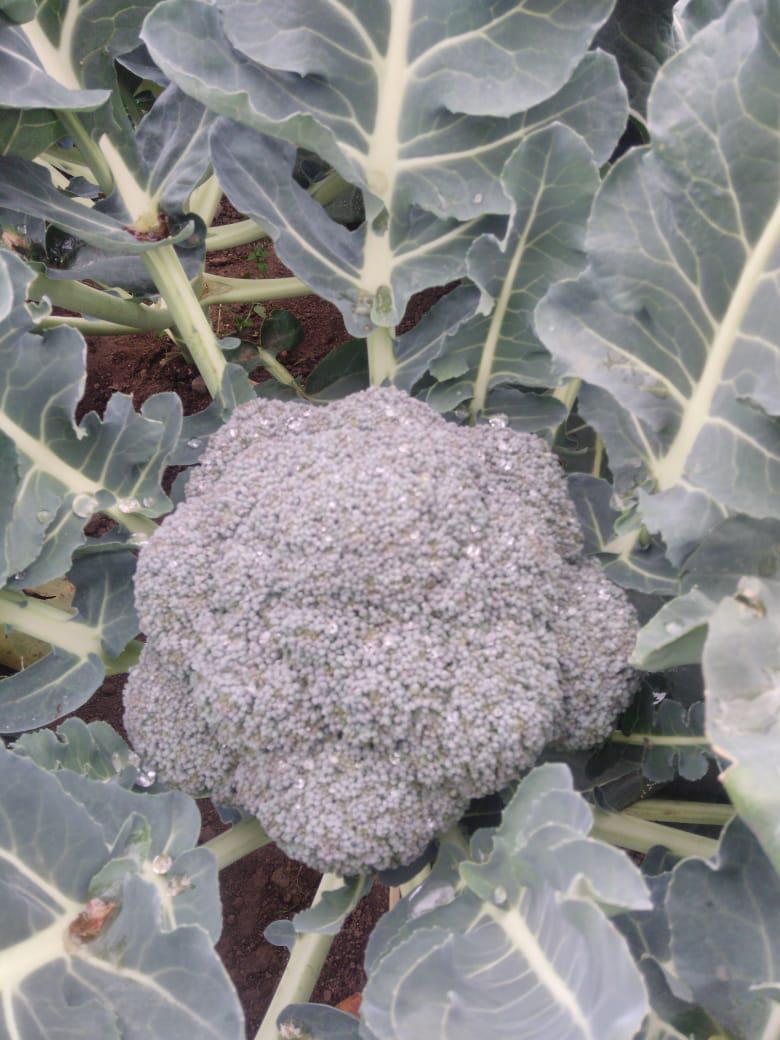 Brocoli