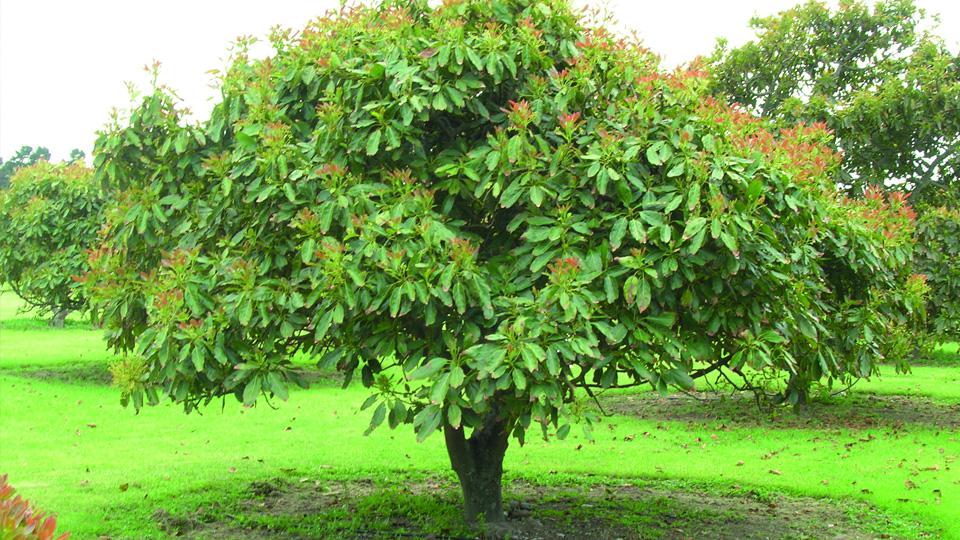 Aguacate Reed