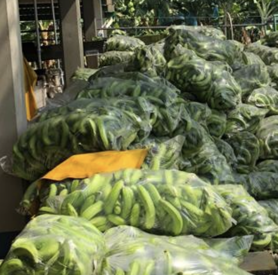 Banano Empacado En Bolsa De 25Kg