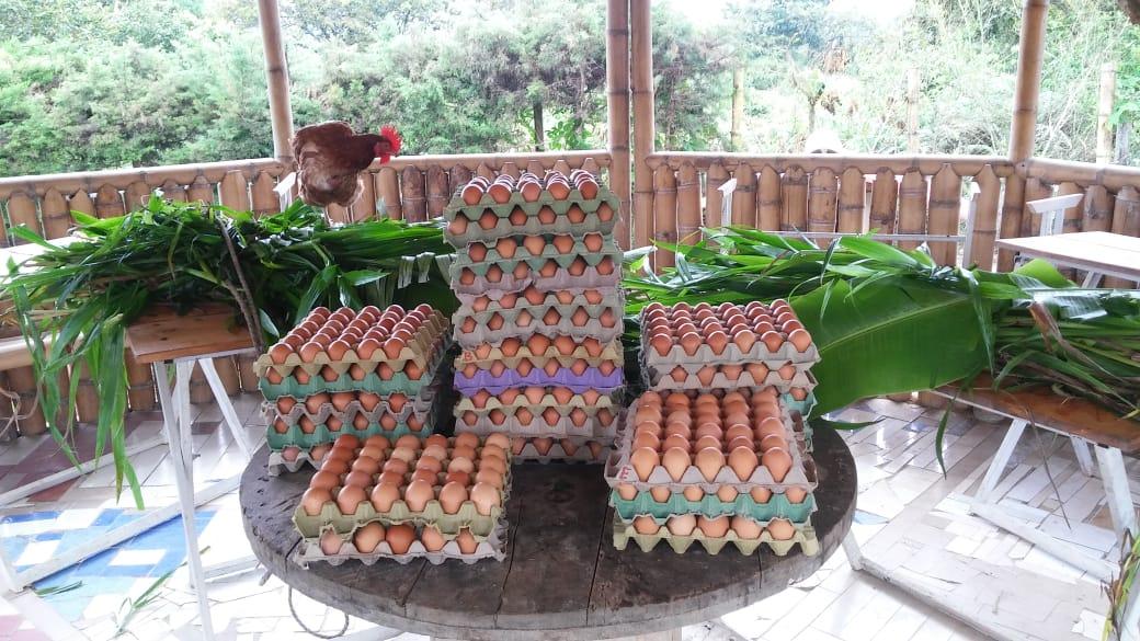Huevos Organicos