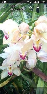 Orquidea Cymbidium Color Champana En Presentacion Por Puntos O Flores