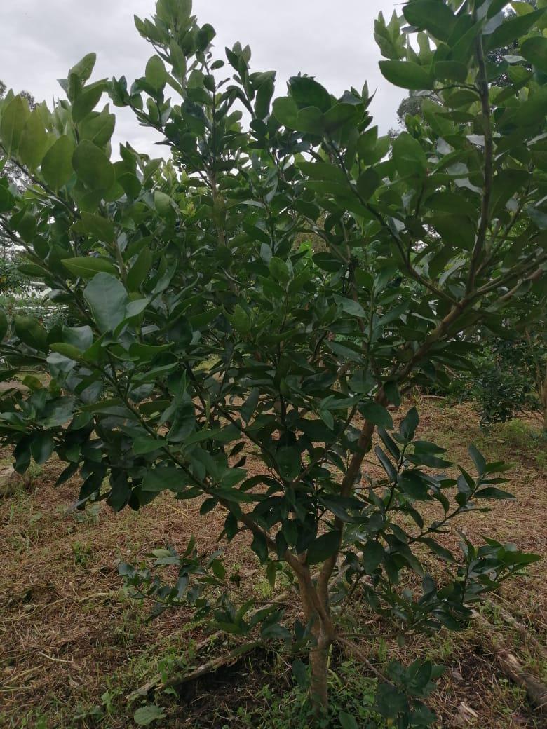 Limon Super Jugoso Variedad Tahiti De 1Era Y 2Da Calidad Presentacion Por Canastilla De 22 Kg