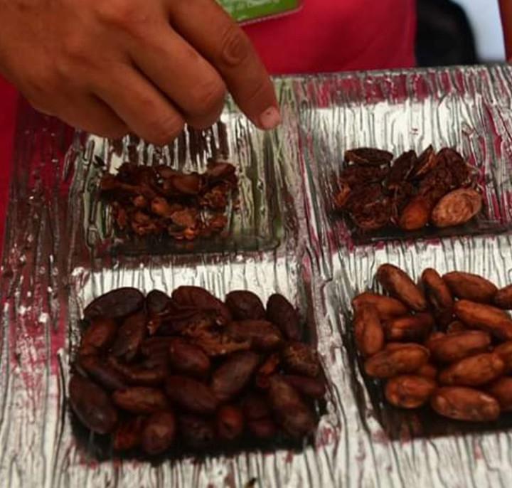Cacao Grano Seco