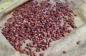 Cacao En Grano Seco