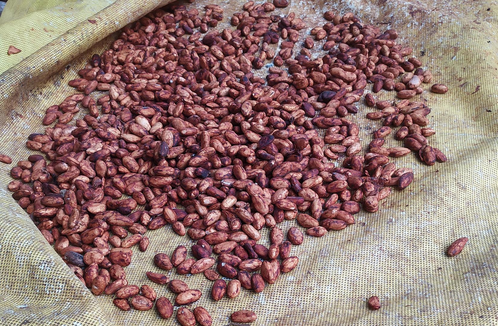Cacao En Grano Seco