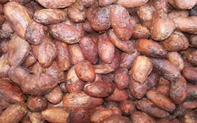Cacao En Seco