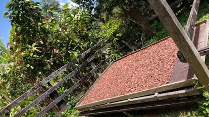 Cacao En Grano